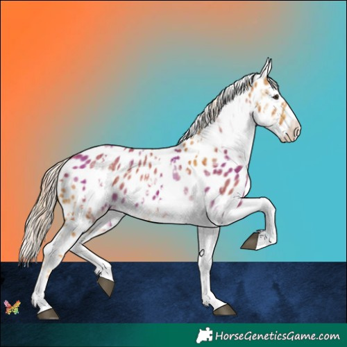 Horse Color:Plaid  White Spotted Palomino Splash Appaloosa 