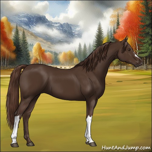 Horse Color:Liver Chestnut