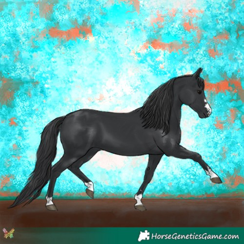 Horse Color:Black 