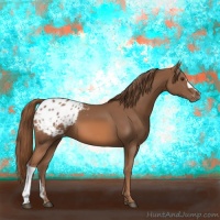 Horse Color:Chestnut Appaloosa 