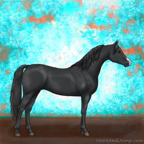 Horse Color:Black 