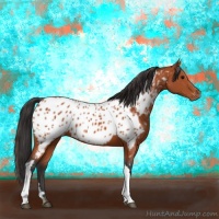 Horse Color:Bay Appaloosa 