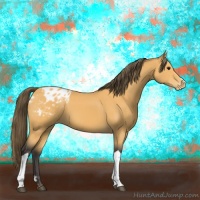 Horse Color:Buckskin Appaloosa 