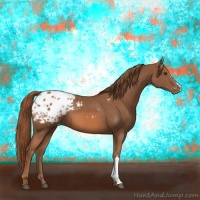 Horse Color:Chestnut Appaloosa 