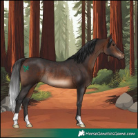 Horse Color:Brown Rabicano 