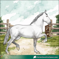 Horse Color:Gray Liver Red Dun Appaloosa 