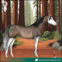 Horse Color:Brown Dun Splash Rabicano Brindle 