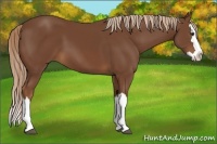 Horse Color:Chestnut Splash 