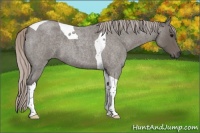 Horse Color:Silver Blue Roan Tobiano
