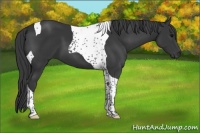 Horse Color:Black Tobiano 
