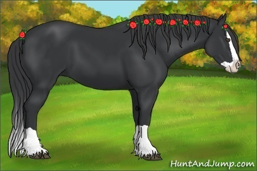 Horse Color:Black Splash 