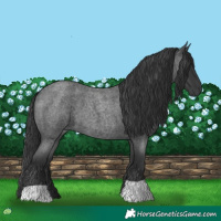 Horse Color:Blue Roan 