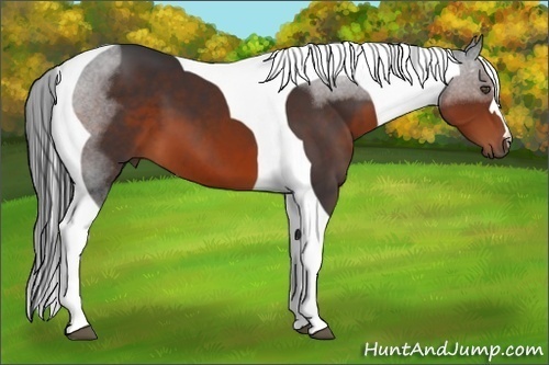 Horse Color:Brown Tobiano 