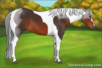 Horse Color:Brown Tobiano 