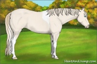 Horse Color:Perlino Tobiano 