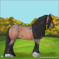 Horse Color:Bay Roan 