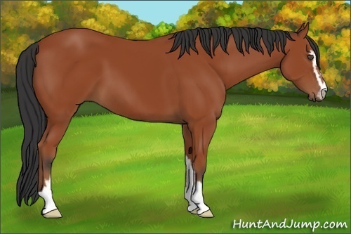 Horse Color:Bay Sabino 