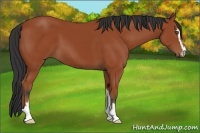 Horse Color:Bay Sabino