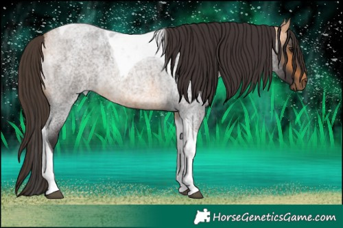 Horse Color:Buckskin Roan Tobiano Rabicano
