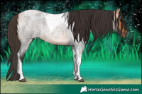 Horse Color:Buckskin Roan Tobiano Rabicano 