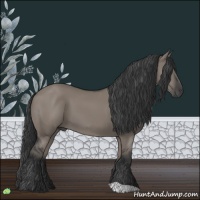 Horse Color:Grullo 