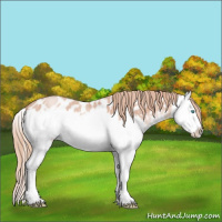 Horse Color:Gold Champagne Roan Splash Appaloosa 