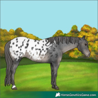Horse Color:Black Blanket 