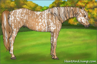 Horse Color:Gray White Spotted Black  Brindle