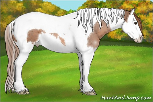 Horse Color:Chestnut Splash Tobiano 