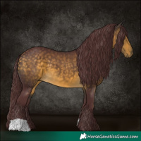 Horse Color:Chocolate Buckskin 