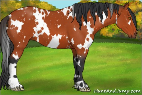 Horse Color:White Spotted Bay 