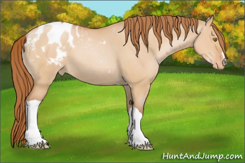 Horse Color:Bay Pearl Dun Appaloosa 
