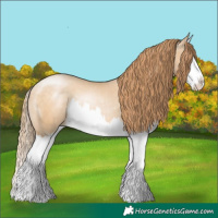 Horse Color:Buckskin Pearl Splash 