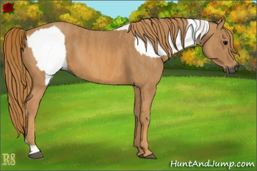 Horse Color:Gray White Spotted Black  Brindle
