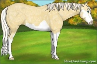Horse Color:Palomino Ice Dun Splash Frame 