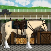 Horse Color:White Spotted Amber Cream Champagne Roan 