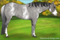 Horse Color:White Spotted Grullo Roan