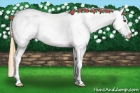 Horse Color:Buckskin Blanket
