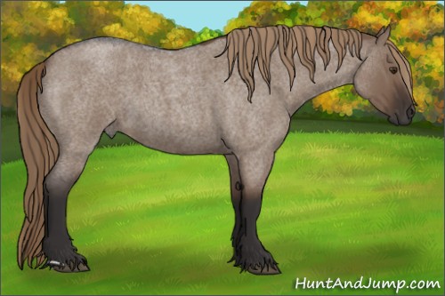 Horse Color:Liver Red Dun Roan 