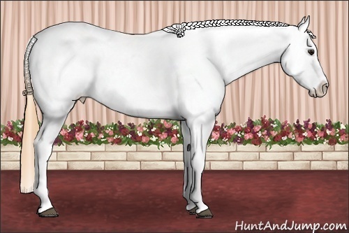 Horse Color:Buckskin Blanket