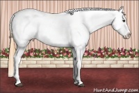 Horse Color:Buckskin Blanket