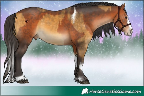 Horse Color:Buckskin Splash Tobiano  and Bay Splash 