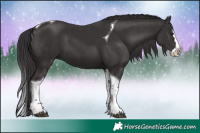 Horse Color:Smoky Black Splash Tobiano
