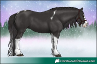 Horse Color:Smoky Black Splash Tobiano 