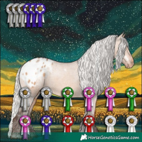 Horse Color:White Spotted Silver Bay Dun Appaloosa 