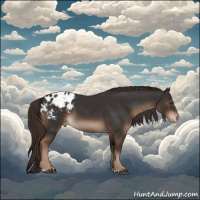 Horse Color:Liver Chestnut Appaloosa 