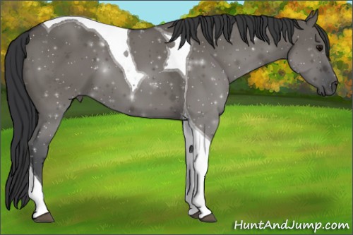 Horse Color:Grullo Tobiano 