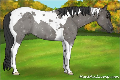 Horse Color:Grullo Tobiano