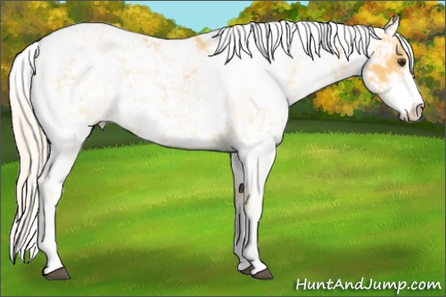Horse Color:Palomino Sabino 