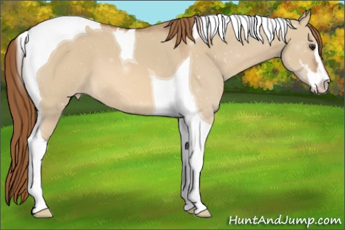 Horse Color:Red Dun Sabino Tobiano Appaloosa 